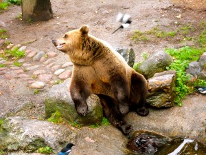 A brown bear at Skansen, a park/zoo in Sweden