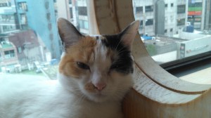 One of the cats at the Cat Cafe a cafe in Seoul with cats walking around 