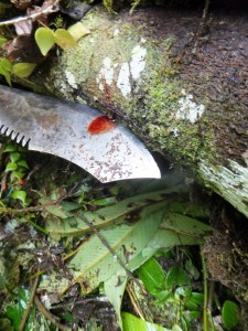  Arból de Sangre del Drago (Drago Blood Tree) bleeding onto Roberto's (our guide's) machete