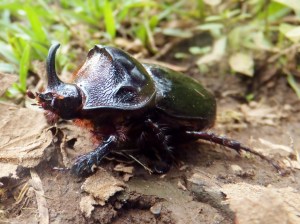 This crazy little guy, fittingly named the Rhino Beetle, also got stuck in the bird net and was a pain to cut out because of all his sharp edges.