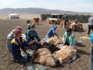 Some of the extended family brushing goats.