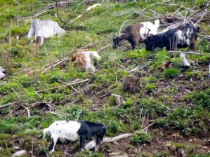 ​Goats greet us as we make our way to the start of the Ravennaschlucht trail.