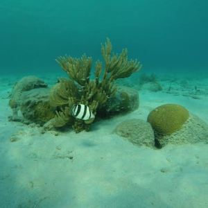 A photogenic banded butterflyfish (Chaetodon striatus) poses with a soft coral and a brain coral!