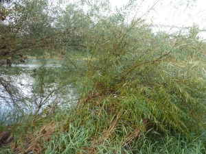 ​Flood waters made these trees bend and stay slanted.