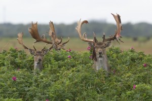 The photograph advertising the Amager Nature Park.