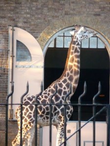​Giraffe spotted in London