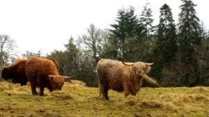 Harry Coo otherwise known as the Highland Cows 