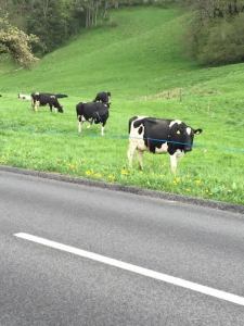 Okay, so they are kind of cute, but they are still livestock and therefore I kept a fair distance.