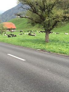 Lots of cows.