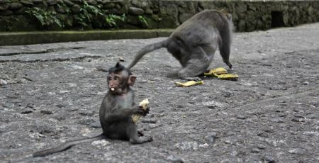 In the afternoon, we made our way to Monkey Forest. These little guys were quite entertaining, and everyone seemed to be giggling at their antics.