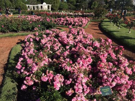 The Rosedal Park is one of the most beautiful gardens I have ever seen. Filled with roses of all different colors, this park has parrots (which are native to the area) flying all over the place. When I went to (as they say) take a moment to smell the roses, newlyweds were taking pictures and gardeners were working to maintain this amazing park.