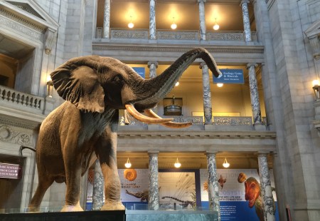 No elephants were harmed in the making of this photo. 