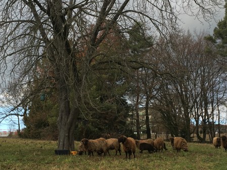 UNIL's mascot is the sheep, which gives the administration a perfect excuse to have sheep roaming the campus. The ESN highly encourages taking a selfie with the sheep before you leave UNIL. We'll see.