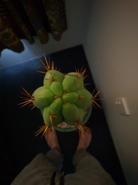 Cactus