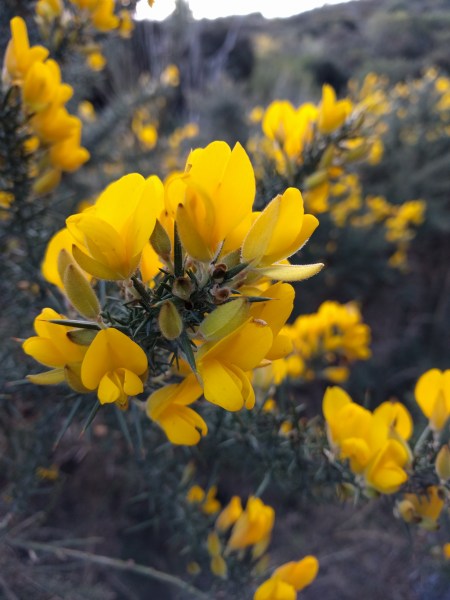 Sounds of Photosynthesis Pt.3